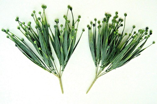Grasbusch bälle kugel - grasbusch, ball