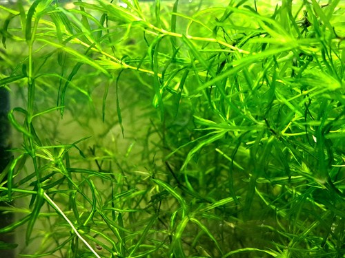Aquariumpflanzen portion - –,
