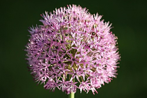 Winterhart rosa allium - winterhart,