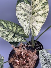 Alocasia Dragon Scale Mint Variegata Rhizome
