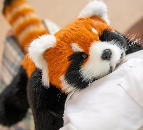 Roter panda stofftier 70cm - roter,