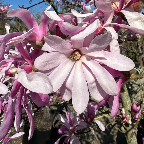 Magnolia kobus magnolie - -,