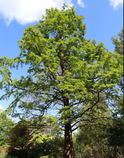 Urweltmammutbaum - Samen - Metasequoia glyptostroboides - schnellwachsend