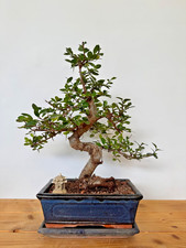 Bonsai chinesische Ulme  /