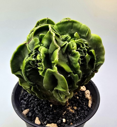 Ausgefallener astrophytum - ausgefallener,