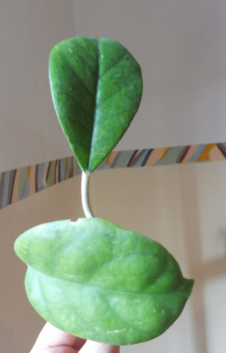 Blatt ableger hoya - 🌷2, ableger🌷hoya
