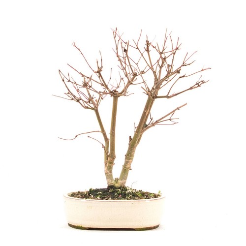 Bonsai rotaustreibender - bonsai,