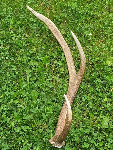 Abwurfstange geweih - abwurfstange,
