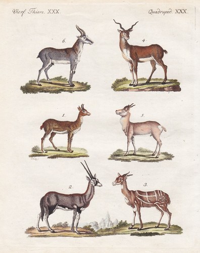Antilopen antilope gazellen - antilopen,
