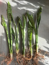 Sansevieria Bogenhanf Topfpflanze 5 Stk.
