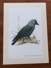 Dohle * Kunstdruck . Poster 