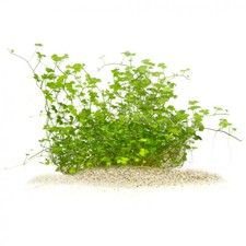 Hydrocotyle tripartita "Mini" | Mini Japan Kleeblatt - in vitro XL - Ø 8,5cm