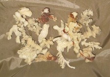 KORALLEN Korallenbruch 200g