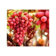 Weinrebe Vitis vinifera Crimson Seedless 180-200 cm Tafeltraube  kernlos