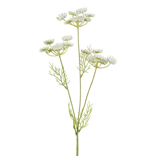 Kunstblume ammi majus - kunstblume, majus,