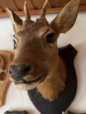 Dekorative Rehbock Jagdtrophäe 