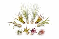 Tillandsien 10er-Mix