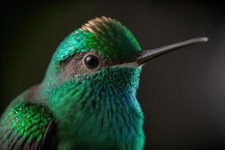 Wandbild: Nahaufnahme eines