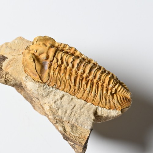 Trilobit neseuretus tristani - trilobit,