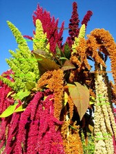 FUCHSSCHWANZ FARBENFROHER MIX