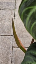 Philodendron Verrucosum Amazon
