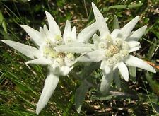 150 Samen Alpen-Edelweiß (Leontopodium alpinum), winterhart, Steingarten, selten