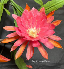 American Sweetheart Pflanze