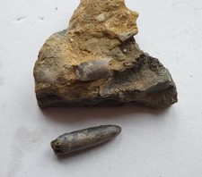 Parapassaloteuthis zieteni in