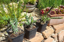 Cylindropuntia aff. whipplei cv. Snow Tiger Unterhalb Jakobslake AZ winterharte