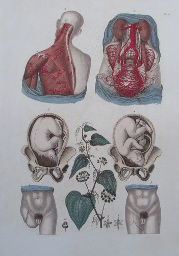 Arterien nachen rücken - nachen,