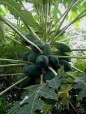 Papaya essbare Pflanzen für