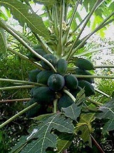Papaya essbare pflanzen - papaya, für
