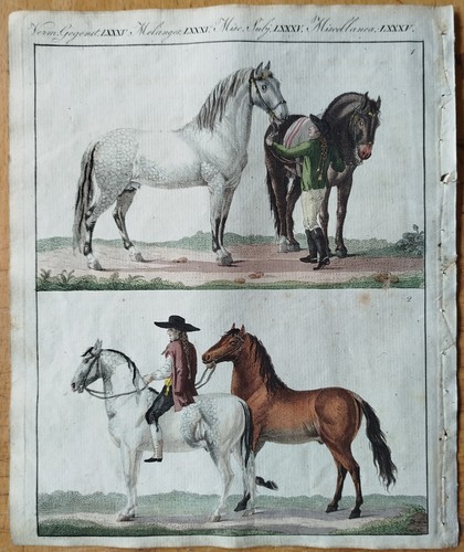 Pferd spanien neapel - neapel,