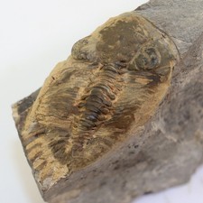 Trilobit, Asteropyge punctata