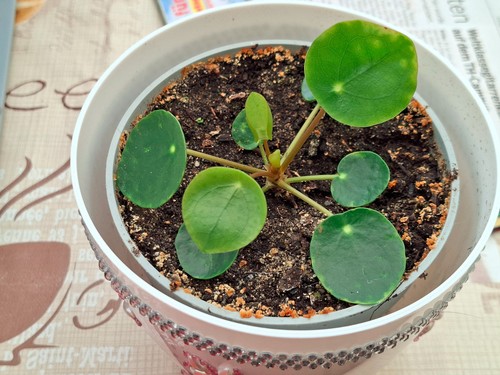 Pilea peperomioides