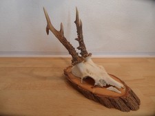 Reh Geweih Rehgeweih Rehbock