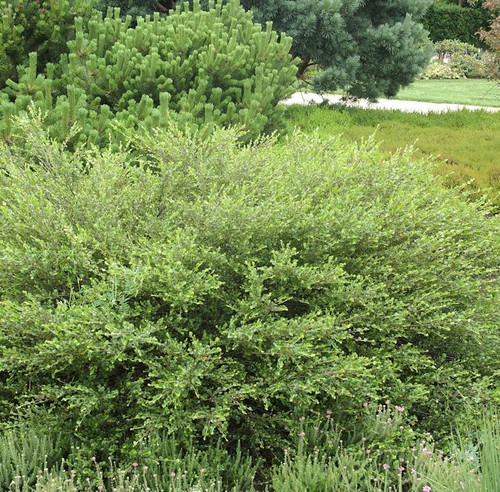 Polarbirke zwergbirke 80cm - polarbirke,