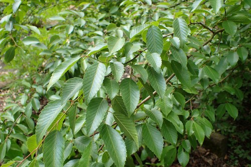 Koreanische hainbuche carpinus - koreanische,
