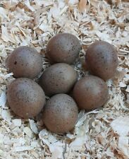 24 Zwergwachtel Bruteier in bunten Farben, perfekt für Volieren 