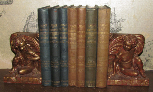 1886 larvae the - larvae, of
