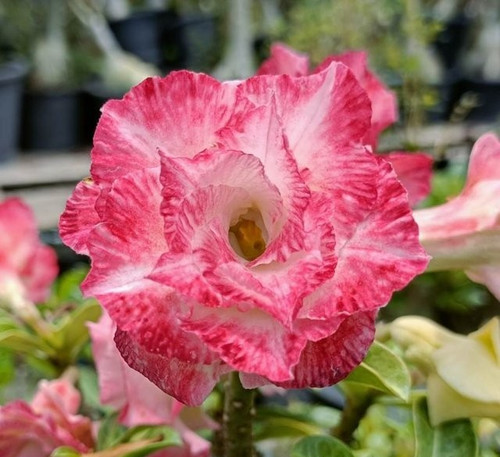 Wüstenrose adenium obesum - -,
