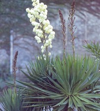Palmlilie, winterharte Jungpflanze, ca 55 cm hoch, im Wurzelballen