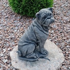 Englische Bulldogge Hund Bully