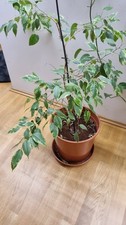 Zimmerpflanzen im Topf – Ficus Benjamini, Chinesische Feige & Gummibaum