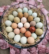 20 Stk. Bunte Hühner BE Bruteier verschiedener Truppen, Bunte Farben, Rein / Mix