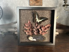 Schmetterling an Achatscheibe