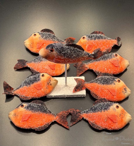Konvolut verschiedener fische - konvolut,