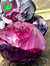 Rotkohlsamen ♥️ TETE NOIRE BLAUKRAUT ♥️ 150+ Samen Selbstversorger ertragreich