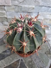 Ferocactus Macrodiskus, Kaktus