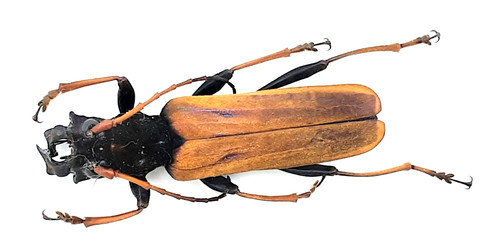Cerambycidae hexamitodera - cerambycidae,,